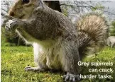  ??  ?? Grey squirrels can crack harder tasks.