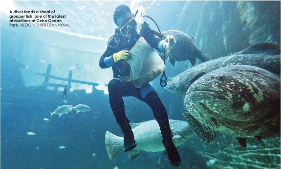  ?? ALDO NELBERT BANAYNAL ?? A diver feeds a shoal of grouper fish, one of the latest attraction­s at Cebu Ocean Park.