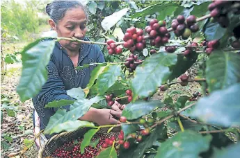  ??  ?? MERCADO. Cuando baja el precio del café impacta en las montañas donde se produce y también en la generación de miles de empleos.
