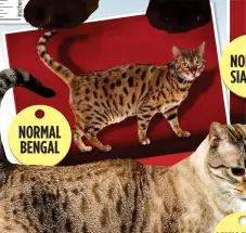  ??  ?? NORMAL BENGAL