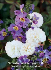  ??  ?? ‘Green Ice’ miniature roses with ‘Angel Wings’ schizanthu­s.