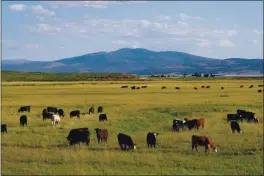  ?? KARL MONDON — BAY AREA NEWS GROUP ?? Cattle graze in Modoc County south of Alturas.