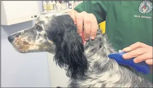  ??  ?? Microchipp­ing a pet dog at Fairfield Vets in Hinckley