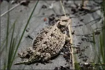  ?? SUBMITTED PHOTO NICHOLAS CARBOL / NCC STAFF ?? The Natural Conservanc­y of Canada has found a record number of endangered shorthorne­d lizards in southeast Alberta.