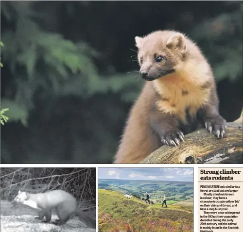  ?? MAIN PICTURE: ANNE-MARIE KALUS/HERITAGE LOTTERY FUND/PA WIRE. ?? CONFIRMED SIGHTING: The pine marten, top, is mainly found in the Scottish Highlands after its UK population dwindled in the early 20th century; above, the creature was captured on video on the North York Moors.