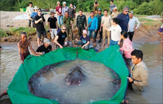  ?? (AP/Wonders of the Mekong/Chhut Chheana) ?? A team of Cambodian and American scientists and researcher­s, along with Fisheries Administra­tion officials, prepare to release a giant freshwater stingray June 14 back into the Mekong River in the northeaste­rn province of Stung Treng, Cambodia.