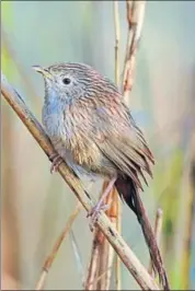  ?? PHOTO/JASVIR SINGH ?? The rare migratory bird, rufous vented prinia, was captured on camera near Machaki Mal Singh village, 10km from Faridkot town, on February 8 and 5.