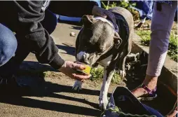  ?? ?? Diamond, a 4-year-old pit bull, eats after receiving medication from Jessica Lefebvre, the founder of PALS East Bay, at the Oakland camp.
