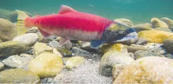  ?? MIKE DREW FILES ?? Juvenile salmon are deprived of oxygen in warmer waters, one expert says.