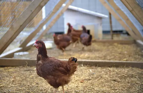  ??  ?? each bird should have a minimum of 2 to 4 square feet of space inside the coop if there is access to an outside run (top).