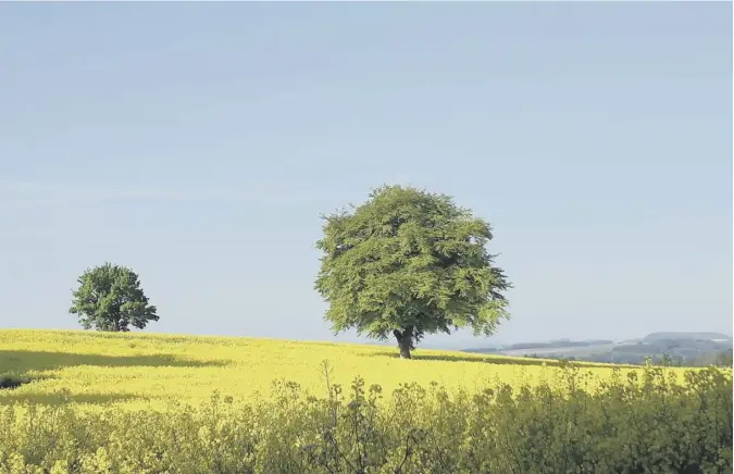  ??  ?? 0 Kim Bennett of Cupar writes: ‘This was the view on my way to work in St Andrews today. Every year I plan this photo for when the oilseed rape is out and the sky is blue.’