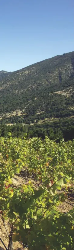  ??  ?? Left: Carmenère vines in Lapostolle’s Apalta vineyard, located high above the Apalta Valley