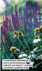  ??  ?? FLOWERING PERENNIALS SUCH AS ECHINACEA CREATE AN INSECT-LOVING COUNTRY GARDEN VIBE