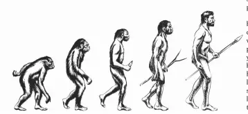  ??  ?? BELOW As habitats changed, early humans evolved longer and stronger thigh bones, a wider pelvis and more robust knee joints to enable upright walking