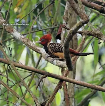  ??  ?? Rufous-headed Woodpecker