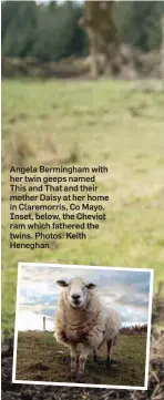  ??  ?? Angela Bermingham with her twin geeps named This and That and their mother Daisy at her home in Claremorri­s, Co Mayo. Inset, below, the Cheviot ram which fathered the twins. Photos: Keith Heneghan