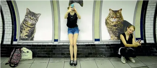  ?? PHOTO: REUTERS ?? Commuters take selfies beside billboards showing photograph­s of cats inside the Clapham Common undergroun­d station in London.