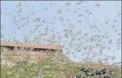  ?? PTI ?? A locust swarm Bikaner on May 30. ■