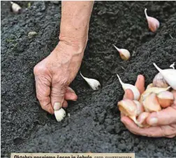  ?? FOTO: SHUTTERSTO­CK ?? Oktobra posejemo česen in čebulo.