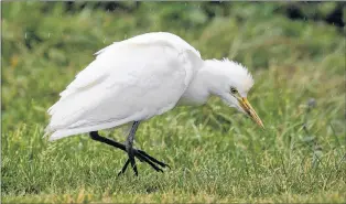  ?? BRUCE MACTAVISH PHOTO ?? A cattle egret prowls for earthworms on a lawn at Peters River.