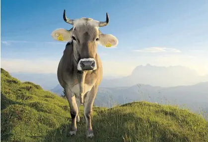  ??  ?? Der Gemütszust­and von Kühen wirkt sich auf die Milchprodu­ktion aus. Landwirte sind daher gut damit beraten, ihre Kühe zu streicheln. Touristen auf der Alm sollten die Tiere allerdings in Ruhe lassen.