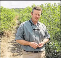  ?? ANDY HARRISON / GEORGIA DEPARTMENT OF AGRICULTUR­E ?? Russ Goodman stands in his blueberry farm near Homerville. Goodman and other Georgia farmers fear they could lose millions as crops wither on the vine for lack of labor.