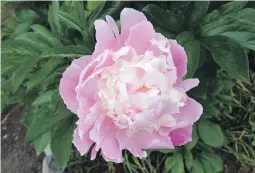  ??  ?? Peonies are handsome bushes with beautiful flowers, often fragrant, that are excellent for cutting.