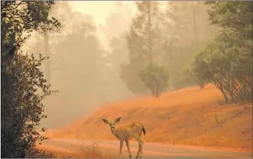  ?? Marcus Yam Los Angeles Times ?? A DEER smothered in fire retardant stands in the road as the Carr blaze threatened structures on Saturday near Redding. At least 500 homes and other structures have succumbed to f lames, authoritie­s said.