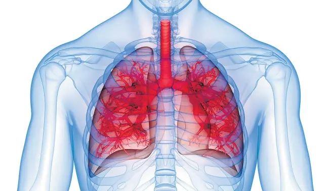  ??  ?? Im Brustkorb des Menschen werden durch Volumensän­derungen Druckverän­derungen erzeugt, um Luft in die und aus der Lunge strömen zu lassen.