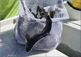  ?? BEN HASTY — MEDIANEWS GROUP ?? Leo Slogaski, with the Pennsylvan­ia Fish and Boat Commission, scoops out a net full of trout to stock the Wyomissing Creek in Cumru Township in February.