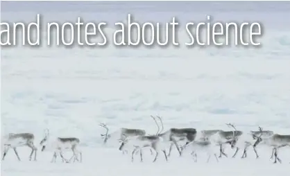  ??  ?? In November 2015, scientists deployed drones to film this migration and identify the assorted behaviors of each Dolphin and Union caribou. Jeff Turner / River Road Films Ltd., via Santa Fe Institute