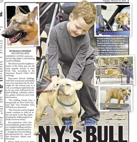  ?? GETTY
TODD MAISEL/DAILY NEWS
BARRY WILLIAMS
SAM COSTANZA/DAILY NEWS ?? French bulldog (main photo) is No. 1 breed in city, ahead of the English bulldog (bottom right). The Yorkie (above) and golden retriever (below) are local favorites, while the German shepherd (far left) has some fans in city but was No. 2 in U.S.