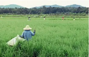  ?? The Star ?? Safe food: A field of organic padi in Kahang in Kluang, Johor. — Filepic/