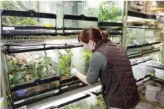  ??  ?? MICHIGAN: In this photo Dr. Ruth Marcec looks over an amphibian holding tank at the Detroit Zoo in Royal Oak, Michigan.—AP