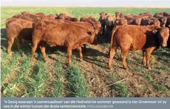  ?? FOTO: IZAK DREYER ?? ’n Gesig waaraan ’n somersaaib­oer van die Hoëveld nie sommer gewoond is nie: Groenvoer vir sy vee in die winter tussen die dooie someroesre­ste.