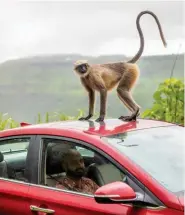  ??  ?? Top: The Verna’s offline navigation is easy to use and came in handy when we hit bad network areas on the road. Above: As it turns out even langurs seem to love the Verna’s sunroof