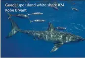  ?? SHARKDIVER.COM ?? A great white shark has been named after Kobe Bryant by experts at the Marine Conservati­on Science Institute.