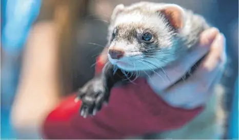  ?? FOTO: DPA ?? Frettchen können ganz schön riechen. Vermieter dürfen ihre Haltung daher untersagen.