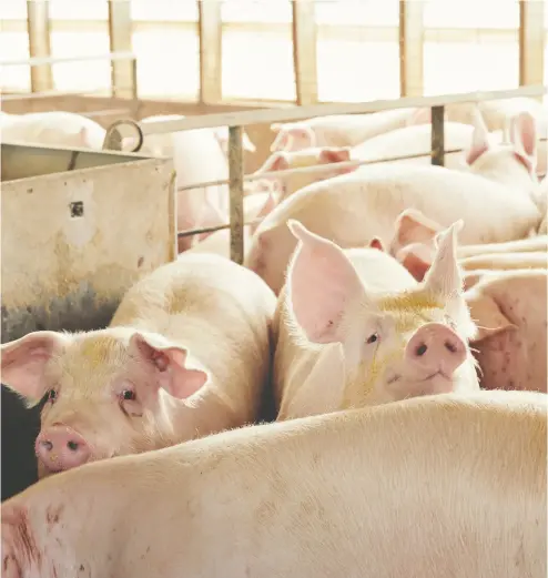  ?? DAN BROUILLETT­E / BLOOMBERG ?? Hog farmers are using workaround­s in order to limit food waste and stay afloat amid COVID-19 disruption­s.