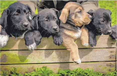  ?? FOTOS: TIERRETTUN­G OBERSCHWAB­EN ?? Viele der Hunde, die die Tierrettun­g zu vermitteln hat, sind noch ganz jung. „Mit einem warmen Körbchen und viel Aufmerksam­keit ist da das Wichtigste schon getan“, sagt Florian Zimmermann.