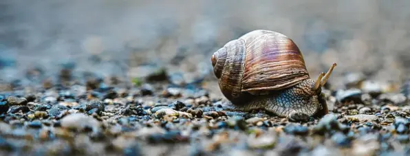  ??  ?? Wohin die Weinbergsc­hnecke wohl unterwegs ist? Markus Spier hat sie in der Nähe des Mandichose­es bei Augsburg entdeckt, wo sie zielstrebi­g einen regennasse­n Schotterwe­g kreuzte und sich farblich perfekt – ob nun beabsichti­gt oder nicht – in ihre Umgebung einfügte.