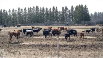  ?? ?? The Canadian Press
Cattle roam in a field near Pigeon Lake, Alta. in 2022. Experts say an uptick in extreme weather, such as drought, is leading beef farmers in the U.S. and Canada to thin their herds in near-record numbers, which could lead to supply problems in the beef industry over the longer term.