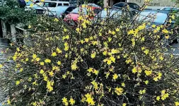  ??  ?? In pieno centro In via Maffei una ginestra fiorita già da gennaio