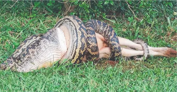  ?? Picture: LISA DELANY ?? FORMIDABLE FEAST: A massive scrub python tries to digest a 40kg fully-grown male wallaby in a backyard at Mission Beach.