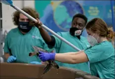  ?? ?? Kelly Hathaway-almstrom, an intern for the new england aquarium, picks up a sea turtle for treatment at the aquariums sea turtle Hospital in Quincy, as Jonah levin and Isaac bowman Iv look on on monday.