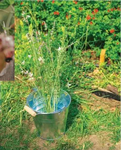  ??  ?? C’est sans engrais ni pesticides et munie de son épinette que Masami Charlotte Lavault cultive et vend les fleurs de son champ parisien (pleinair.paris). Une prairie de chiendent à laquelle elle a redonné des couleurs.