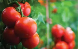  ??  ?? Mit SIMPL (Small Molecules Imaging Platform) lassen sich auch Tomaten in bestimmte Güteklasse­n sortieren.
