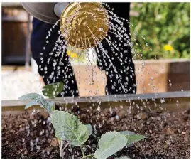  ??  ?? Water young cabbage plants regularly until well establishe­d