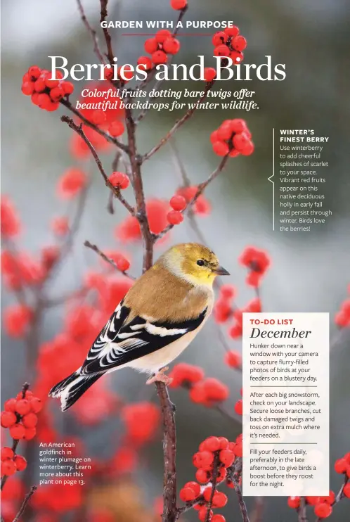  ??  ?? An American goldfinch in winter plumage on winterberr­y. Learn more about this plant on page 13.