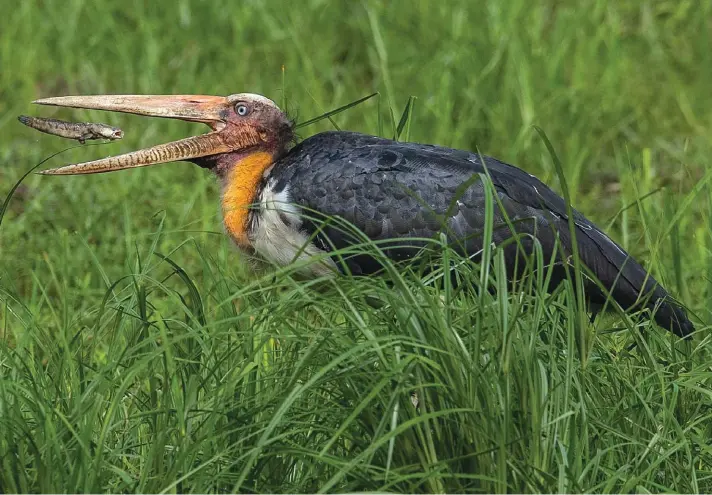  ??  ?? An adjutant stork gulps a fish in Pobitora wildlife sanctuary on the outskirts of Gauhati, India. The wildlife sanctuary in the north eastern Assam state is known for its Indian one-horned rhino population. Photo: AP